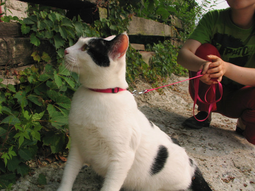 마야의 두번째 산책