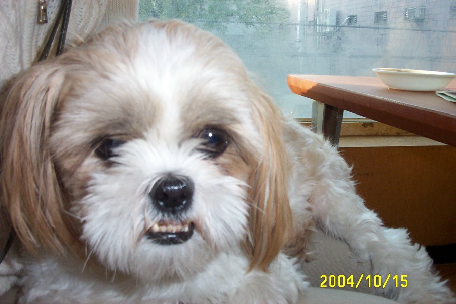 통통이 최근사진^^