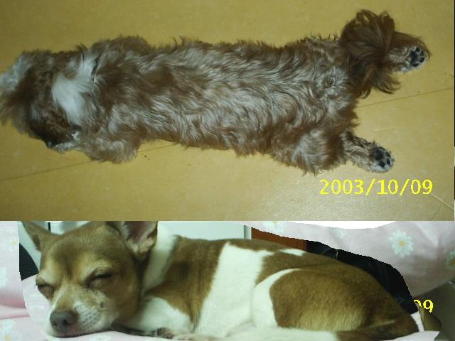 짱가의 잠버릇....