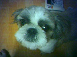 저희집 다른 애기들 사진 ㅋ