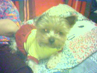 저희집 다른 애기들 사진 ㅋ