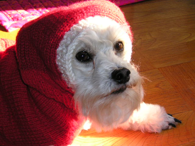 볼키의 산타옷!!