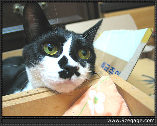 공박스 안에서 쉬는 난이