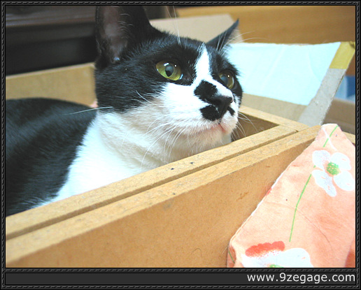 공박스 안에서 쉬는 난이