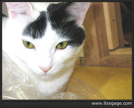 방에서 거만하게 쉬는 마야