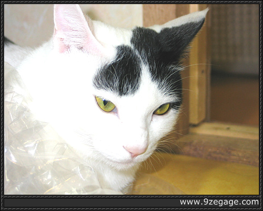 방에서 거만하게 쉬는 마야