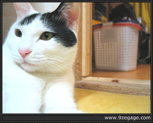 거만하게 마야!