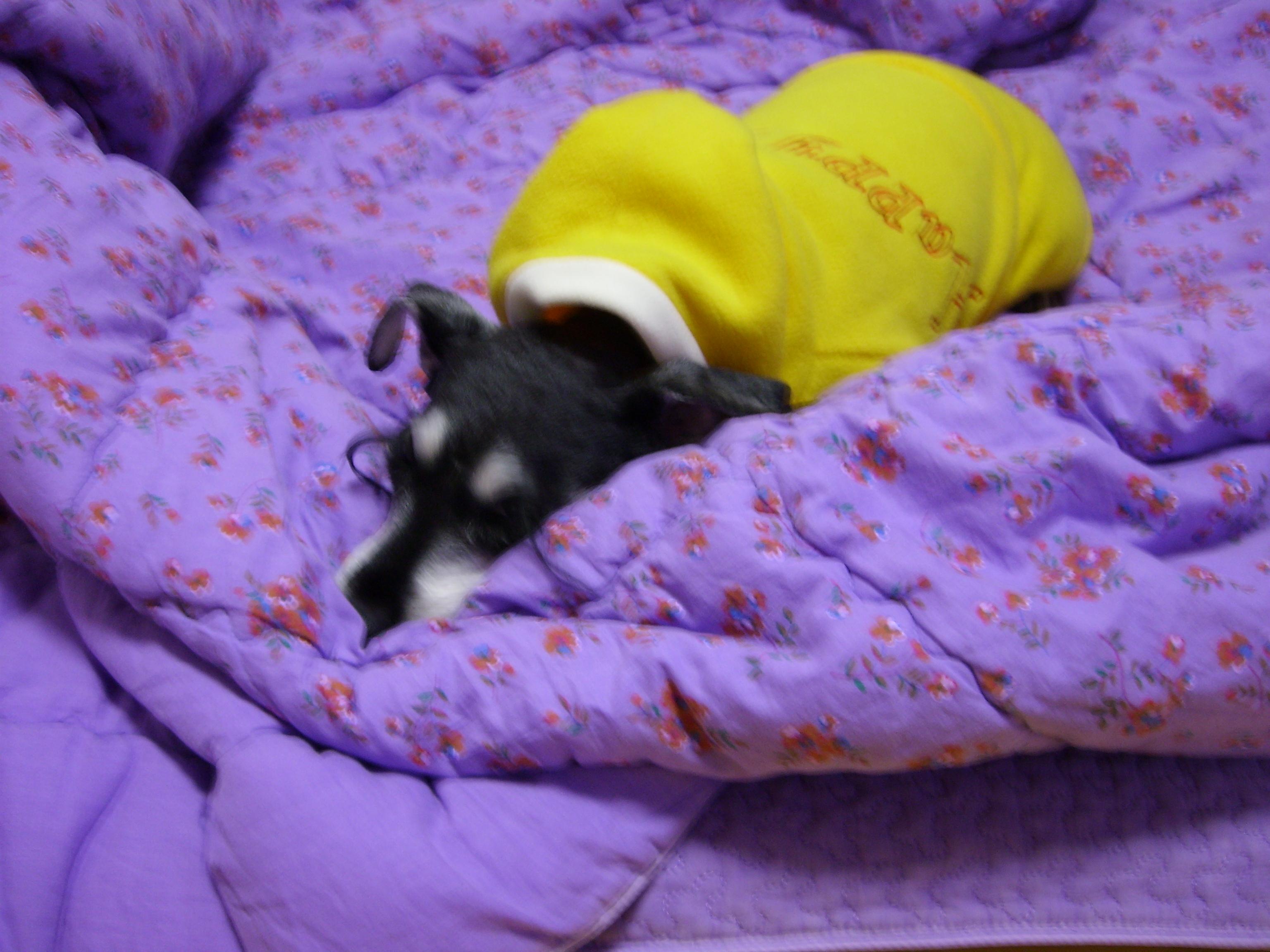 이소룡옷 입은 짱가....