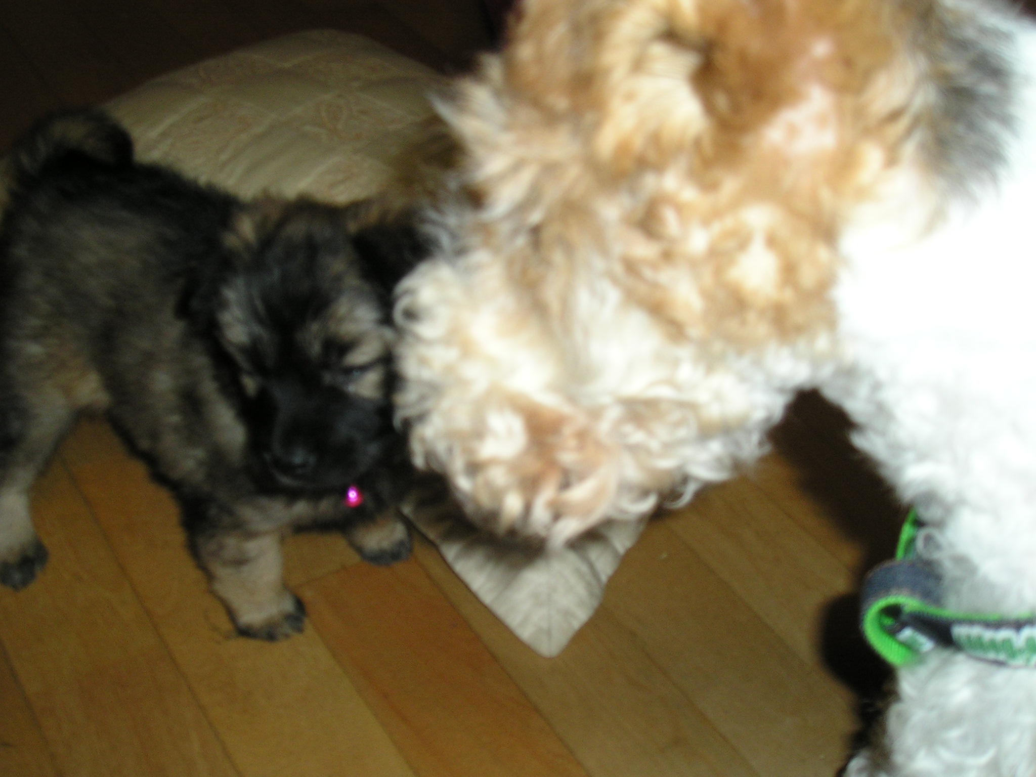 손줘 정말 잘하는 짱가...