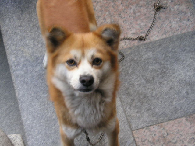 짱가의 그리니스 토이.....