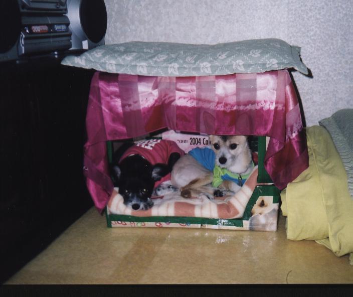 택배박스로 만든 울 차돌이집?