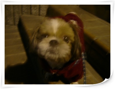 *****배변훈련 성공기*****