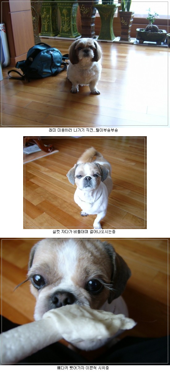 래미 빡빡 밀었습니다.^^