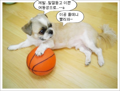 입양에 관하여~~~