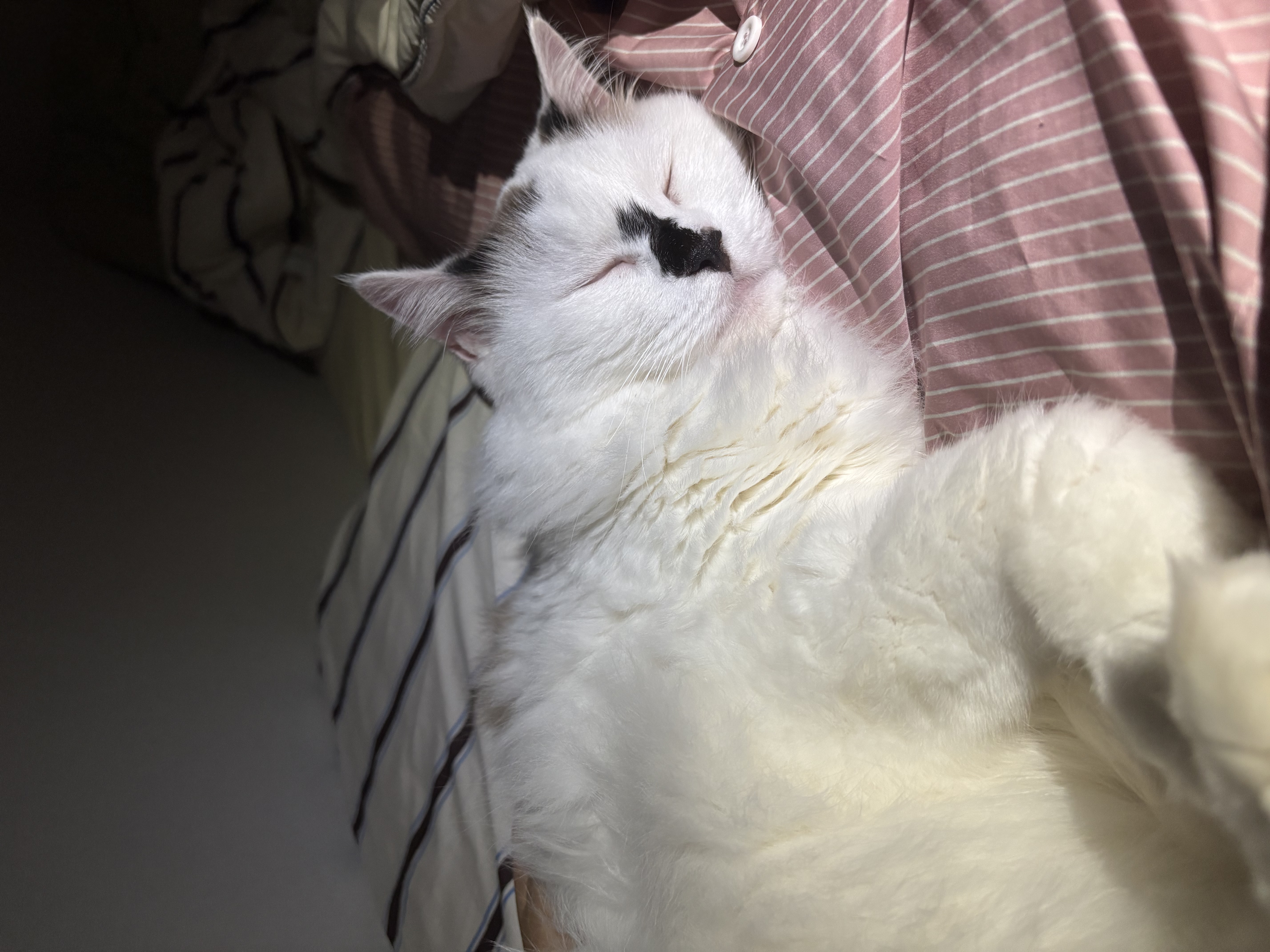 달이(썸씽이)와 2주년