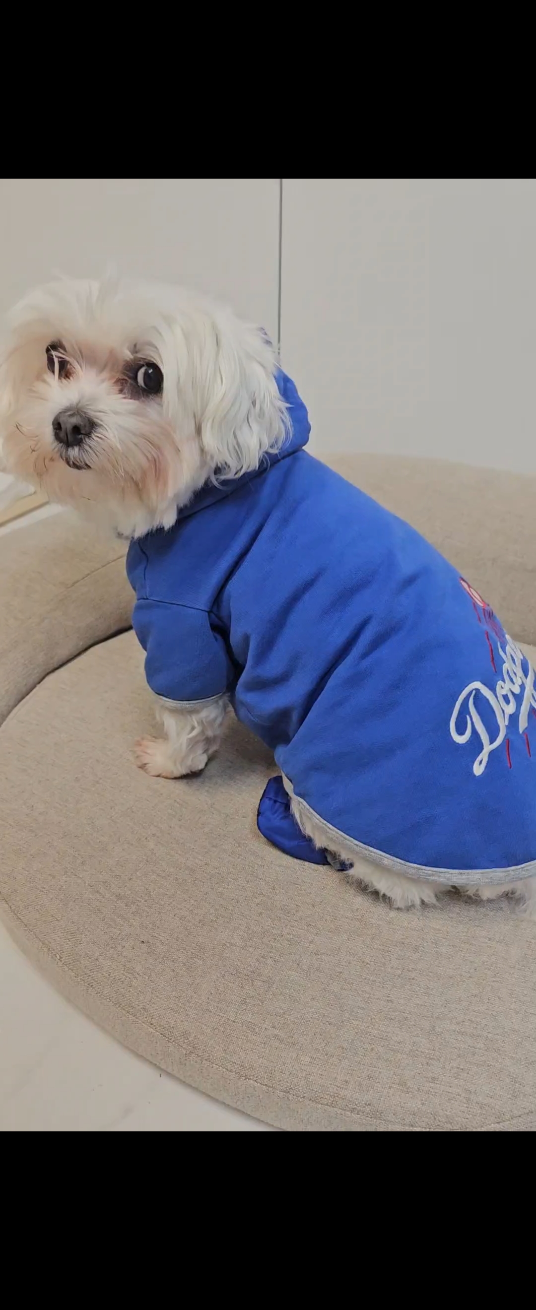 우리 몰랑이에요~