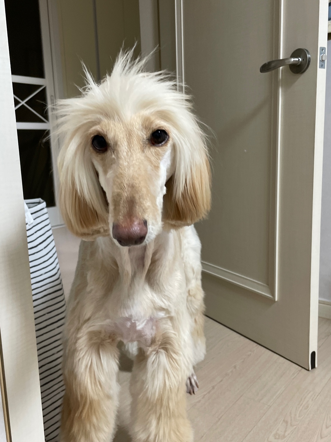 라나 일년 후 이야기