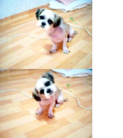 체리를 만난 날..