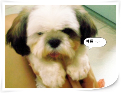 ★ 다길이랑 대길이..★