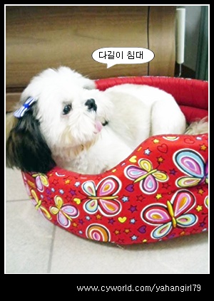 다길이네...소식...