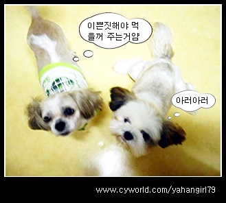 대길이와 다길이의 만남