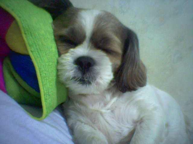 영순이와 셈..어제 산책했어용^^