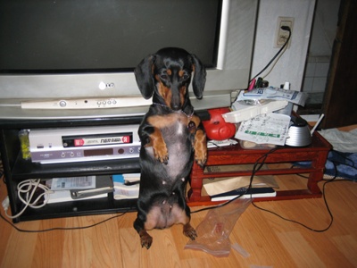 영순이와 셈 사진 올려요..