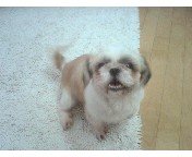 농장시츄 중 한 녀석인 \'바다\'입니다...^^