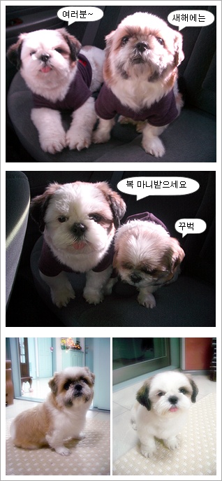 ★ 새해 福 많이 받으 십시오...꾸벅~★