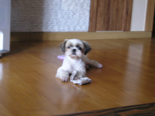 초고속; 양말 물어 뜯기;