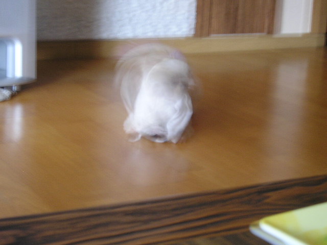 초고속; 양말 물어 뜯기;