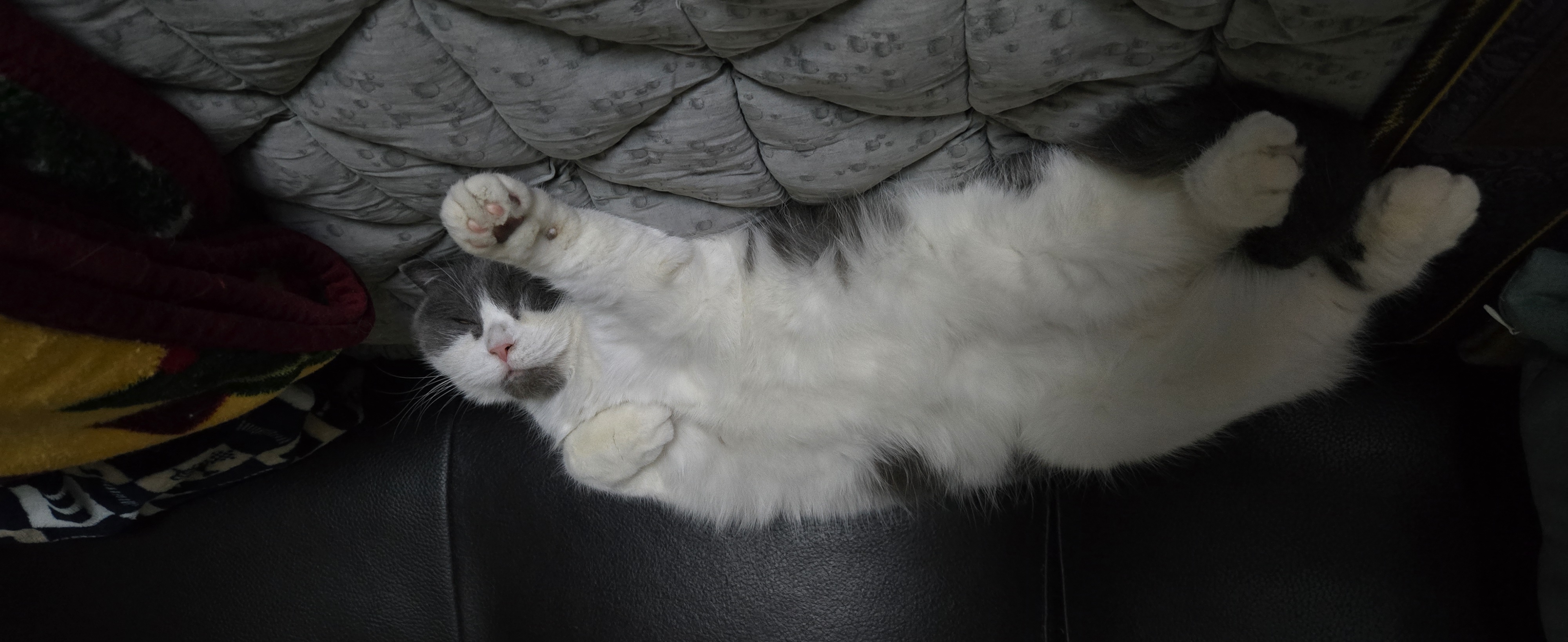 여전히 행복한 흑당 흑마늘입니다