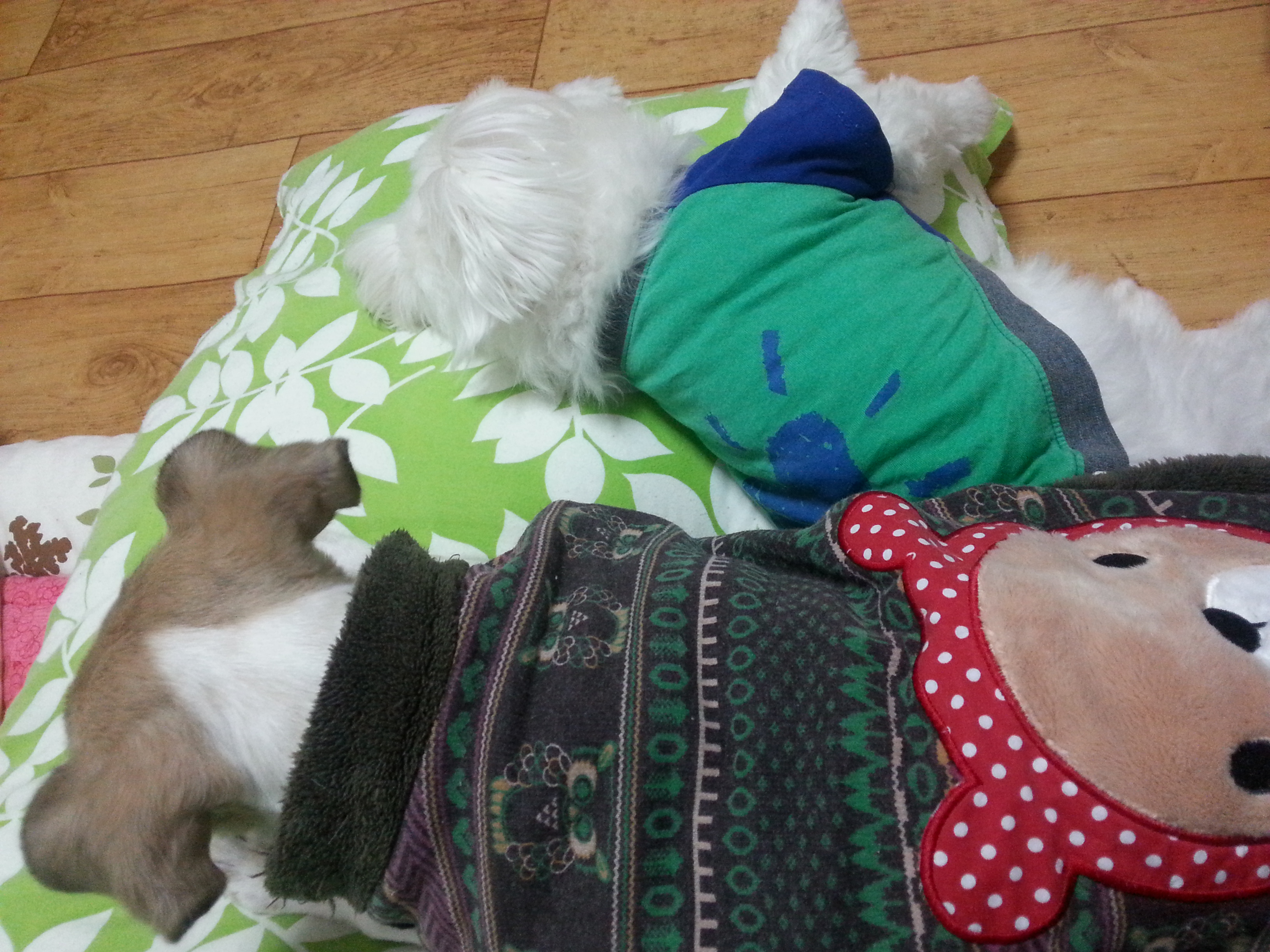 임시보호로 데려온시츄 제제입니다.