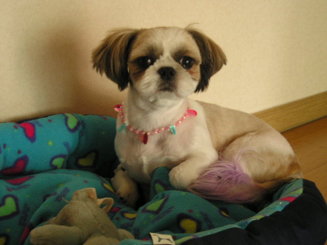 초롱희의 보석 목걸이!!@@@@@