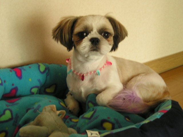 초롱희의 보석 목걸이!!@@@@@