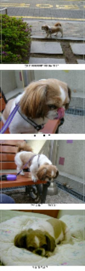 제제.. 오늘 병원에도 가고 산책도 다녀왔어요~ ^^