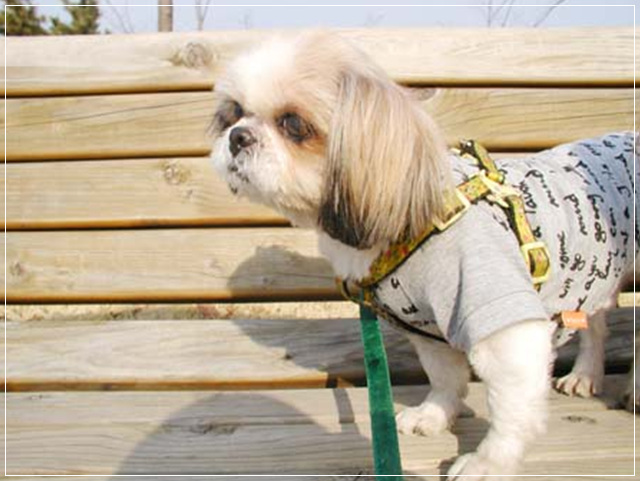 제제.. 오늘 병원에도 가고 산책도 다녀왔어요~ ^^