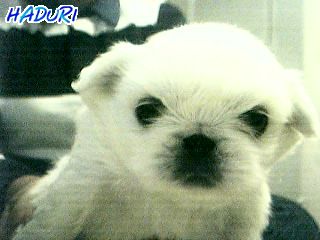 딩가(페페) 캐릭터 사진과 같이 올려요^^