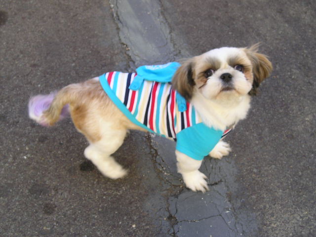 고고 가제트 프로펠러;;