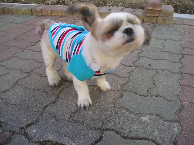 고고 가제트 프로펠러;;