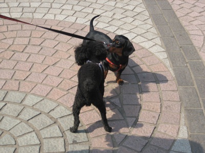 어제 영순이 산책했어요..ㅎ