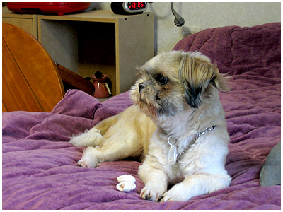 시삼이 입양자께서 보내오신 글~^^