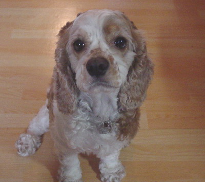 콩쥐(예전 이름 메이)사진이 왔어요.