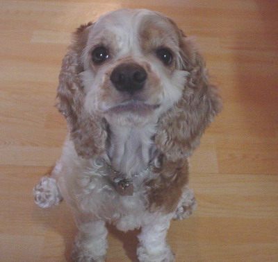 콩쥐(예전 이름 메이)사진이 왔어요.