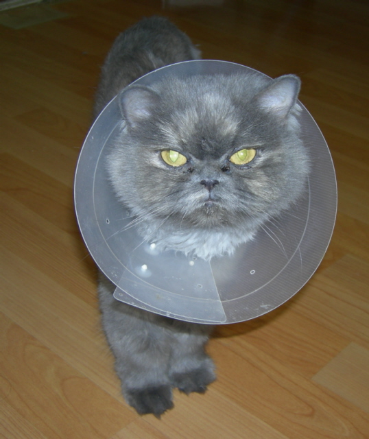 다옹이 수술 ㅠㅠㅠ