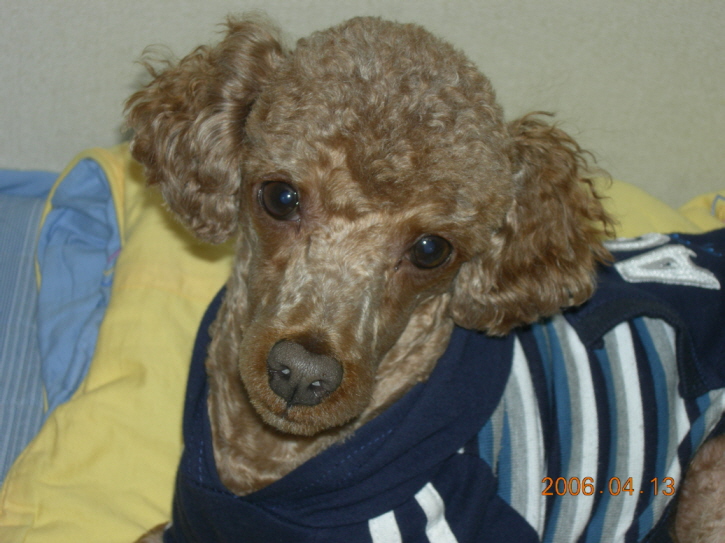 다옹이 수술 ㅠㅠㅠ