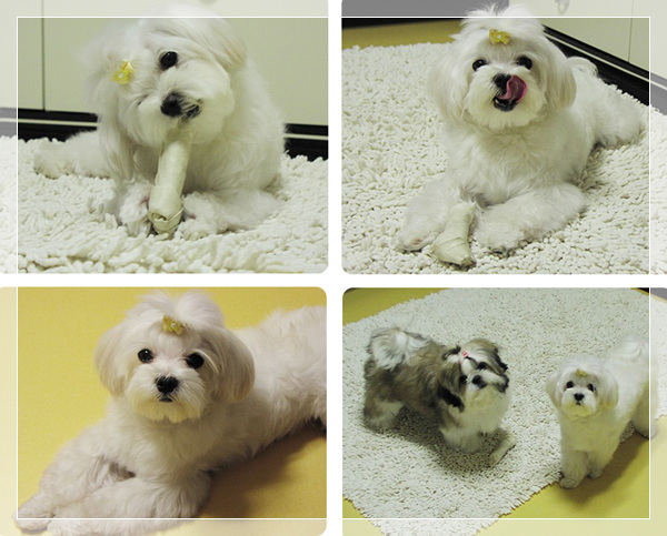 오랜만에 하늘이(노마) 소식 전합니다..^^