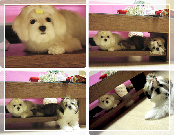 오랜만에 하늘이(노마) 소식 전합니다..^^