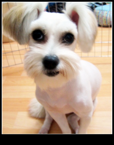 똘망이 미용 했어요~~~~