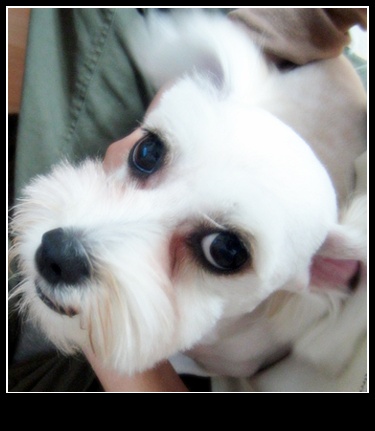 똘망이 미용 했어요~~~~